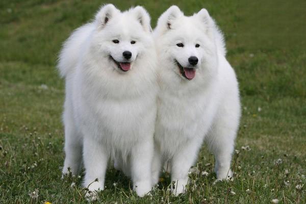 犬猫心房间隔损伤