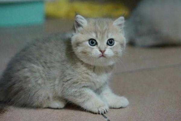 犬猫流产治疗方案