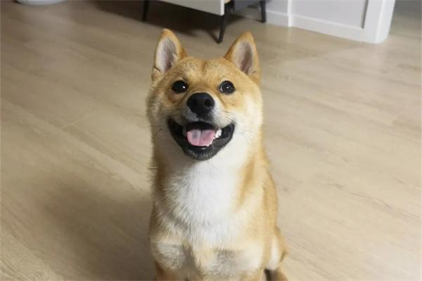 狗狗犯错屡教不改是什么原因? 狗狗犯错屡教不改是什么原因?