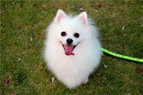 狗狗吃卵磷脂的好处 狗狗吃卵磷脂的好处