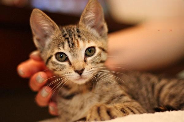 狗狗肺出血，猫咪肺出血