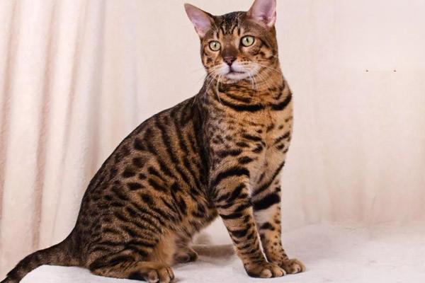 狗狗异物性肺炎，猫咪异物性肺炎