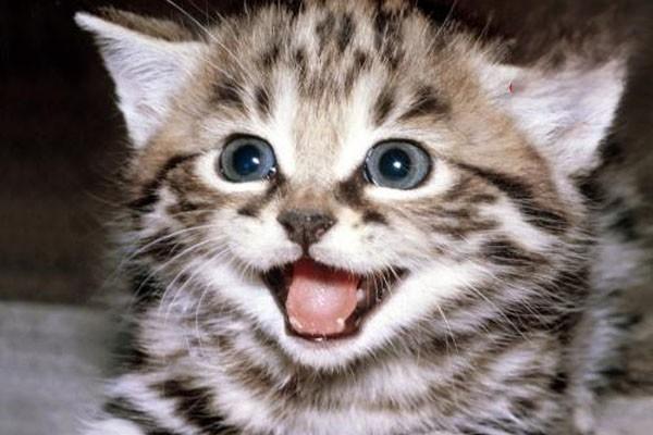 狗狗喉头麻痹，猫咪喉头麻痹