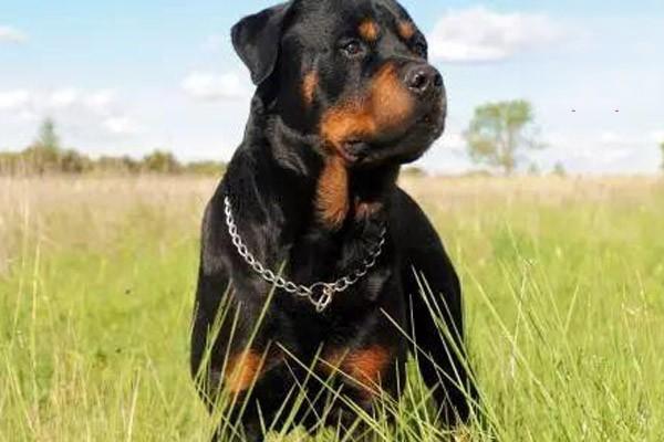 狗狗脐疝，猫咪脐疝