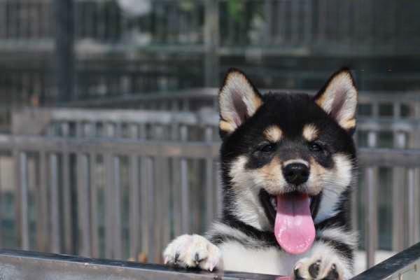 狗狗急性胰腺炎，猫咪急性胰腺炎