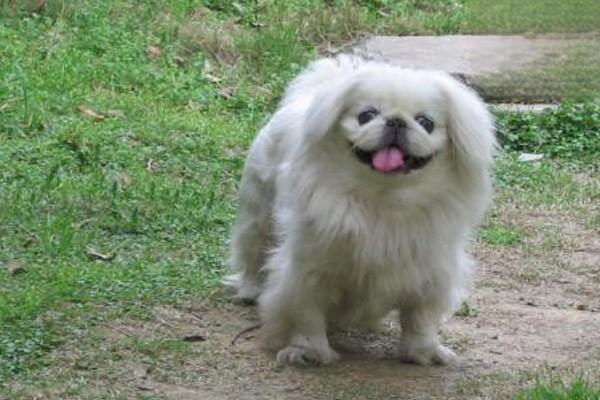 狗狗肛门囊炎,猫咪肛门囊炎 狗狗肛门囊炎,猫咪肛门囊炎