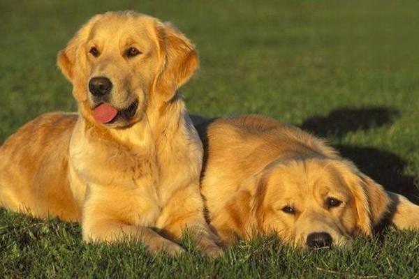 狗狗便秘,猫咪便秘 狗狗便秘,猫咪便秘