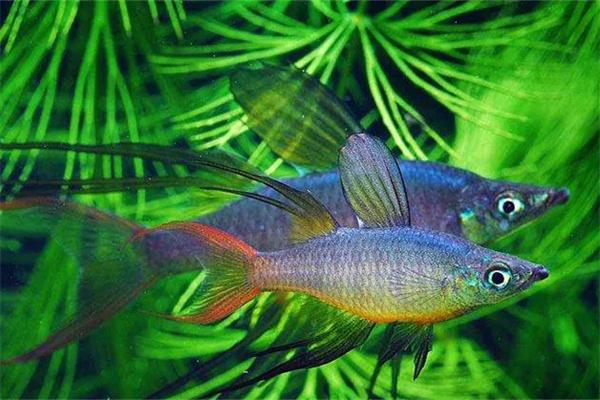 有水草的鱼缸要增氧吗? 有水草的鱼缸要增氧吗?