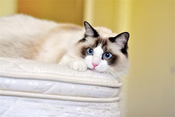 猫尿床挨打了会不会长记性? 猫尿床挨打了会不会长记性?