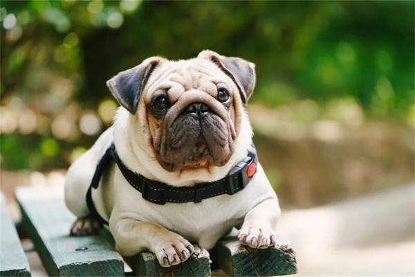 怎么训练狗狗的服从性? 怎么训练狗狗的服从性?