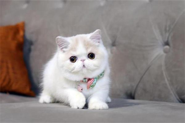 猫咪耳朵发热的原因 猫咪耳朵发热的原因