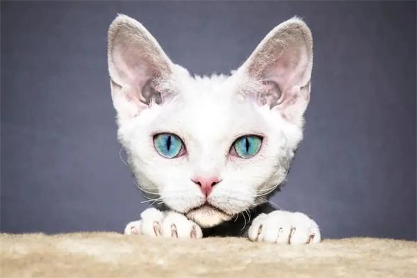 猫咪耳朵发热正常吗? 猫咪耳朵发热正常吗?