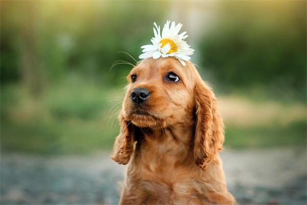 宠物狗染色要注意哪些事项? 宠物狗染色要注意哪些事项?