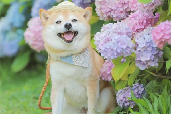 宠物美容包括什么项目? 宠物美容包括什么项目?