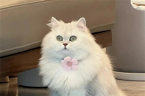 猫毛结块变硬是怎么回事? 猫毛结块变硬是怎么回事?