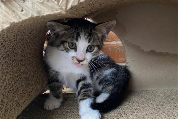 猫咪为什么会感染疥癣? 猫咪为什么会感染疥癣?