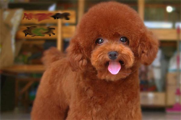 狗狗嘴里有臭味怎么办? 狗狗嘴里有臭味怎么办?