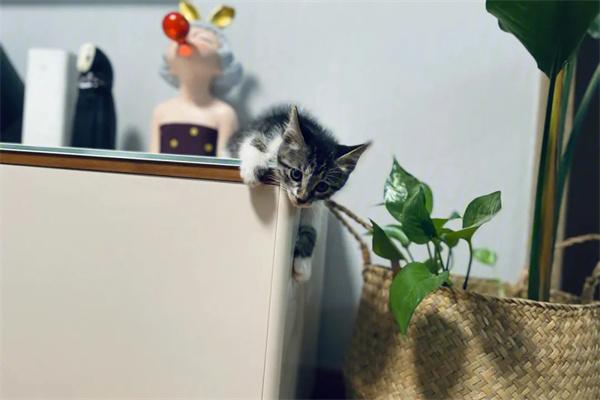 猫咪为什么喜欢喝主人杯子里的水?