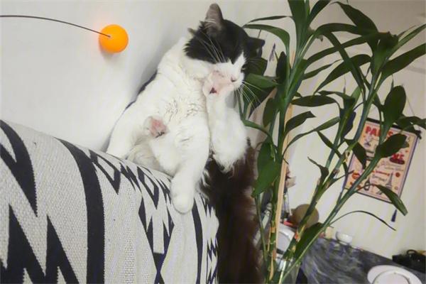 猫咪为什么会被困在树上？