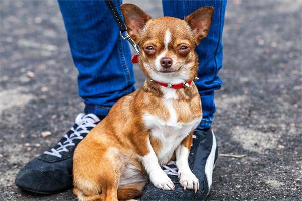 狗狗为什么喜欢闻主人的裤裆?