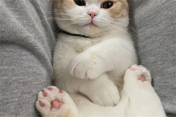 猫咪为什么不和主人亲近?