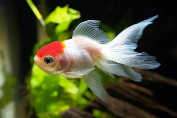 小金鱼和孔雀鱼能混养吗?