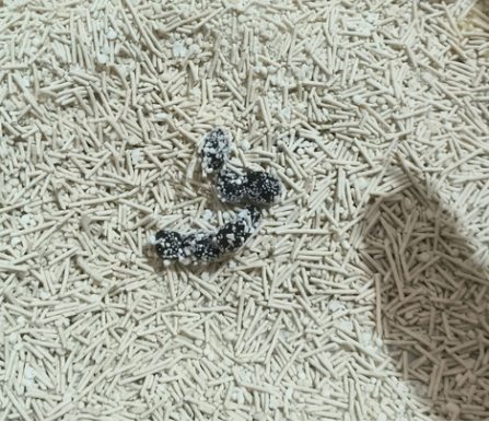 福丸木薯豆腐混合猫砂好用吗