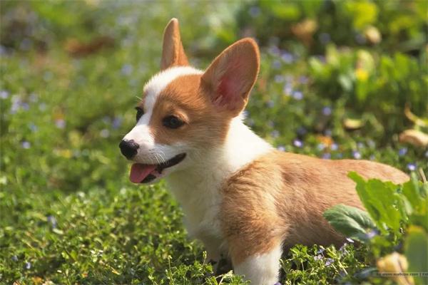 狗狗不听从指令怎么办? 狗狗不听从指令怎么办?