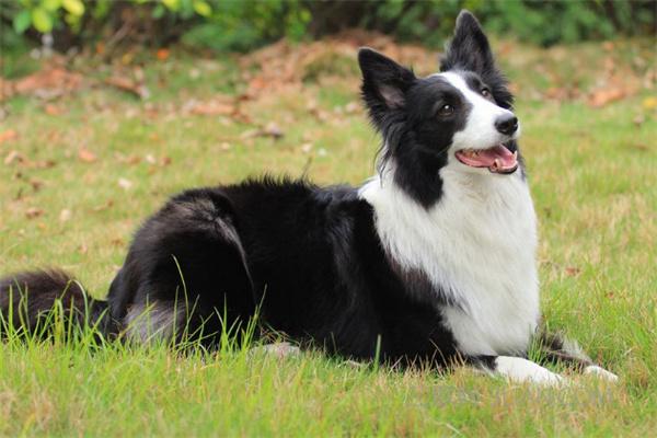 狗狗不听从指令怎么办? 狗狗不听从指令怎么办?