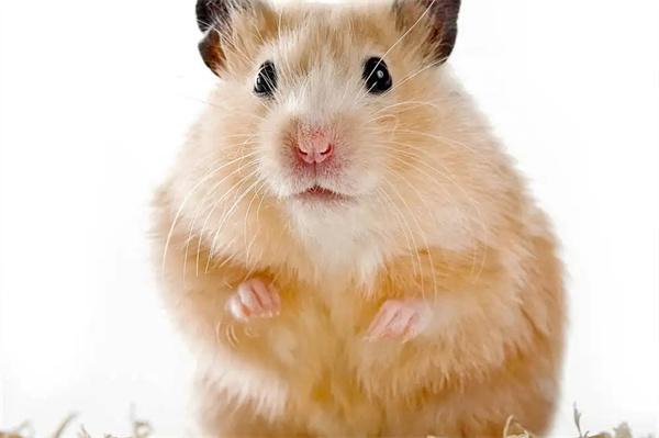 仓鼠打喷嚏一抽一抽的怎么办？