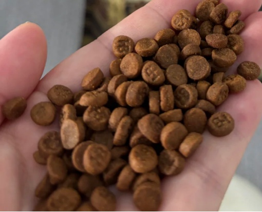 诚实一口黑金狗粮