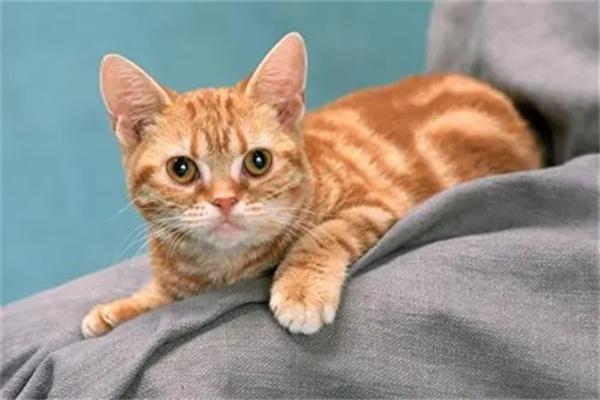 哪些猫咪的运动量比较大？