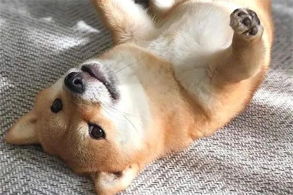 如何纠正狗狗出门爆冲的行为？