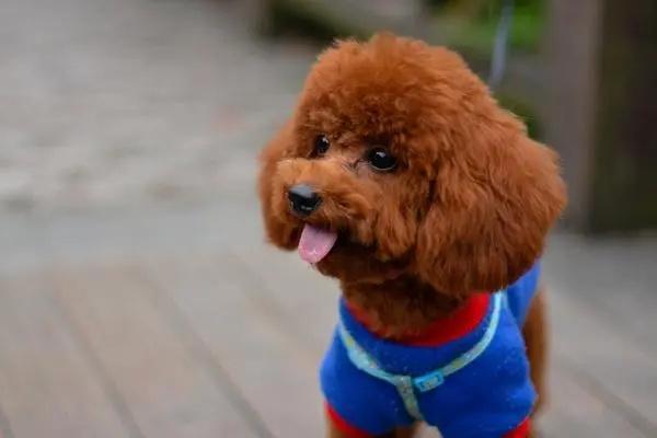 怎么训练泰迪犬？