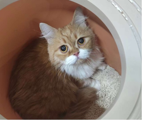 猫咪舔过的水还能喝吗