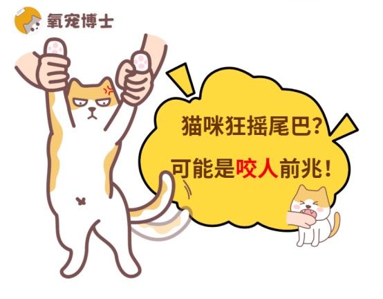 猫咪突然对你狂摇尾巴是什么意思？