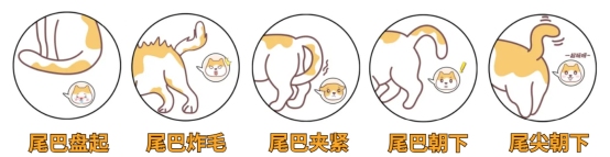 猫咪尾巴语言
