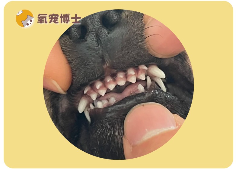 狗狗双排牙一直不掉怎么办？