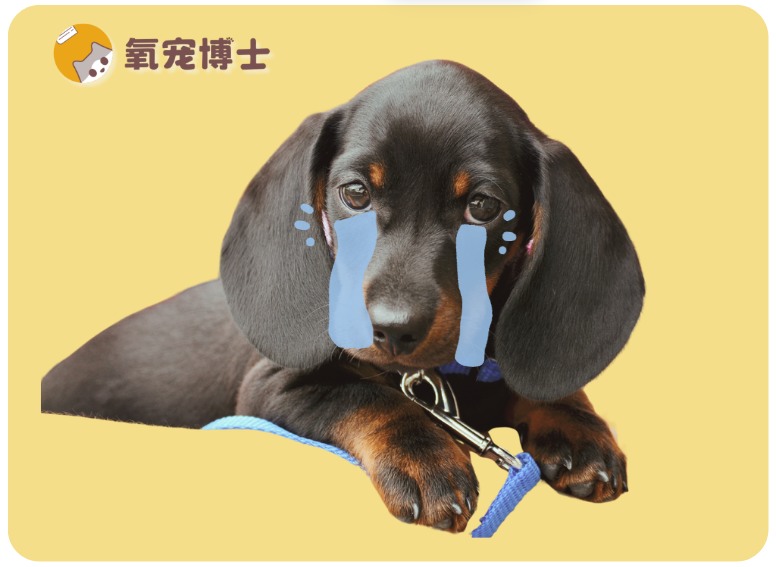 为什么比格犬的弃养率那么高？