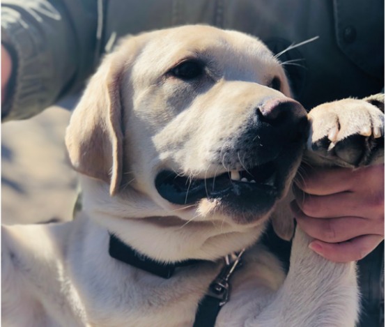 狗狗搬家后不拉不尿