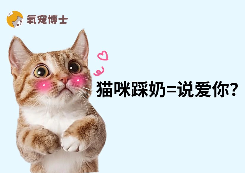 猫咪踩奶的时候在想什么？