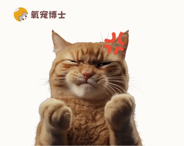 怎么正确给猫咪排毛？