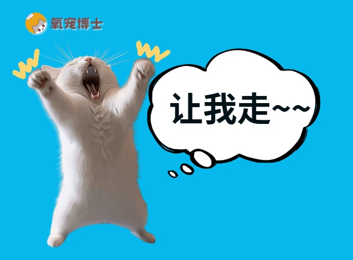 为什么猫咪老想往外跑？