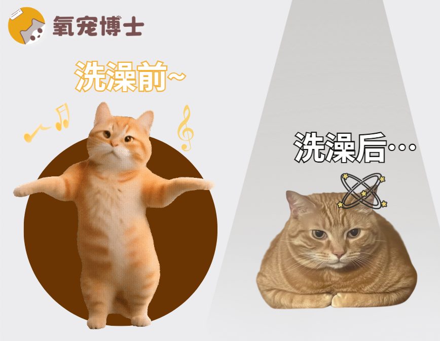 猫咪洗完澡之后很蔫