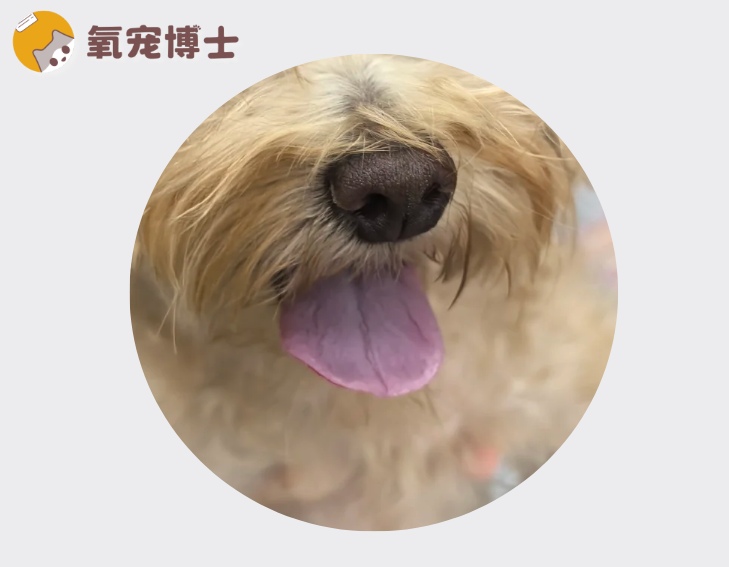 狗狗舌头发紫是怎么回事？