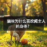 猫咪为什么喜欢闻主人的身体？（图1）