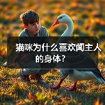 猫咪为什么喜欢闻主人的身体？（图4）