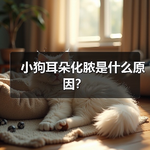 小狗耳朵化脓是什么原因？（图1）