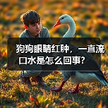 狗狗眼睛红肿，一直流口水是怎么回事？