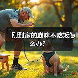 刚到家的猫咪不吃饭怎么办？